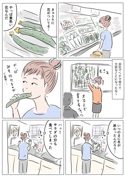 暑くなるときゅうりが美味い…。

ちなみにオフィスの窓際でヘチマを育てたのは本当です。

上司が毎年夏に窓際でプチトマトを育てていて、土が余ってたんで勝手にヘチマを植えたんです。予想外にぐんぐん成長してわりと手に負えない感じになりました。

#コルクラボマンガ専科  #1Pマンガ 