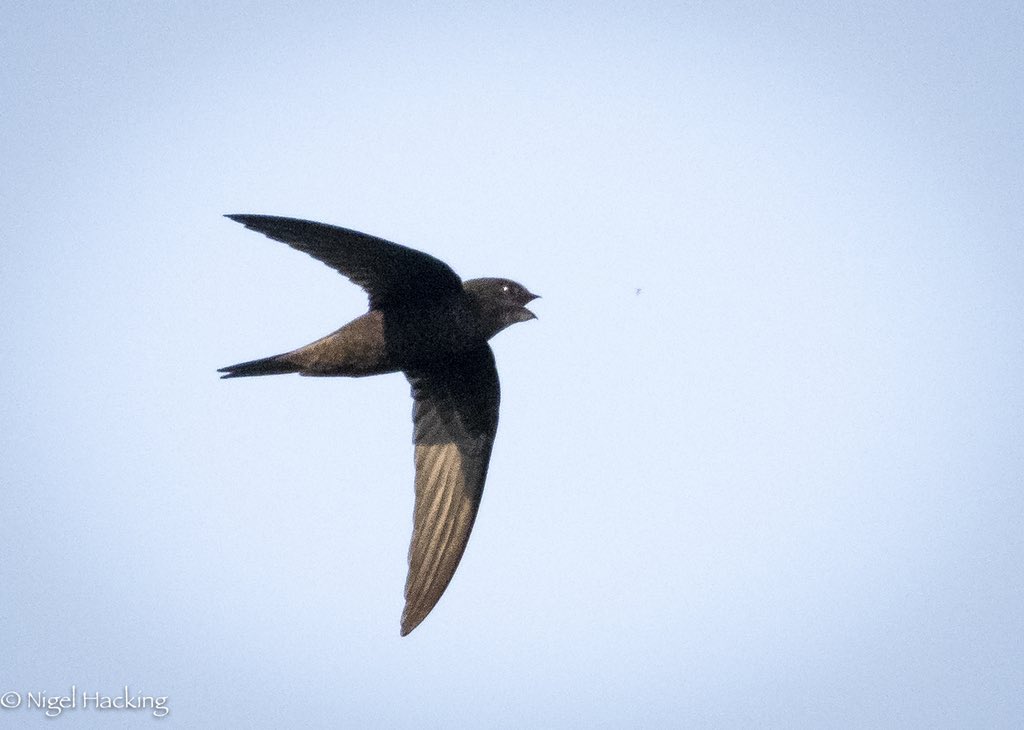 nigelhacking's tweet image. @SIBirdClub I caught this common swift about to catch a tiny insect #commonswift