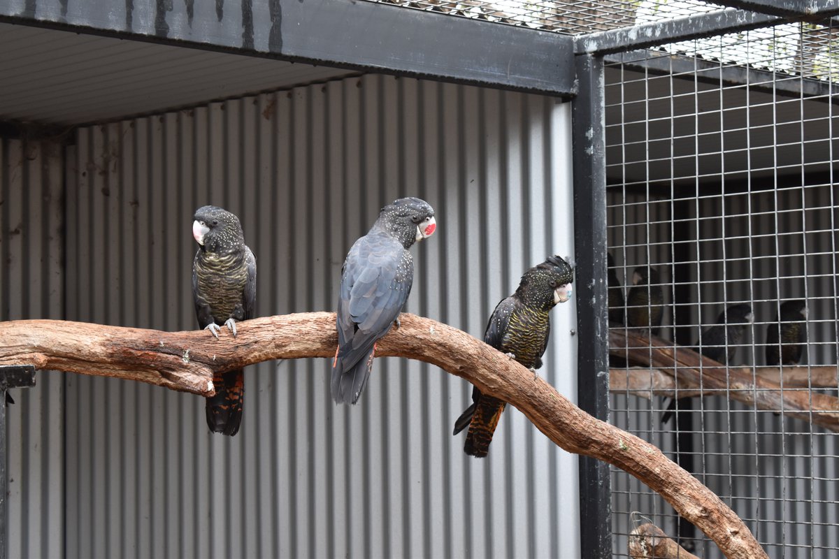 Kaarakin's tweet photo. Right now we need your help to care for injured black cockatoos and buy a new microchip reader. Visit our Facebook fundraiser or donate via our website: 
https://t.co/mDtJz5eOJS
https://t.co/KREL6RFXX4 #conservation #wildliferescue #kaarakin #wildliferehabilitation https://t.co/VZd9VuJuXc
