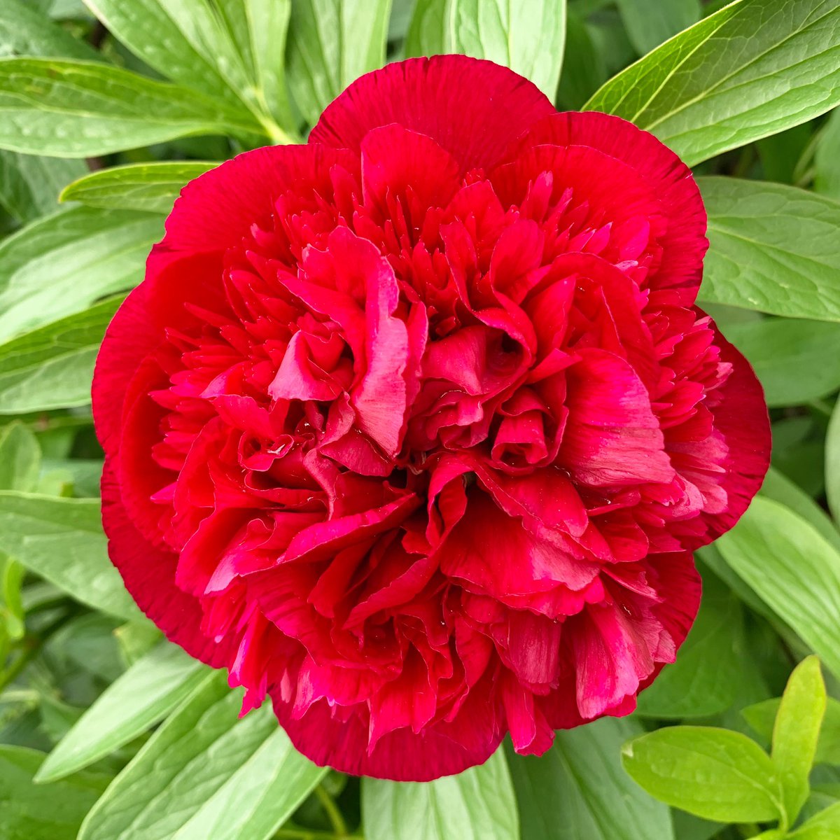 IamLaraMorgan's tweet photo. I grew this and it is ridiculously lovely how much joy this gives me!

#peony #greenfingers #gardening #lockdownlife #natureatitsfinest #iamscentered https://t.co/VadzBMNvkK