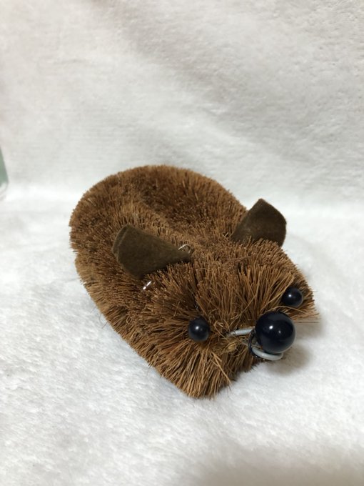 新生河狸寶寶翻背毛毛 激似棕刷 網融化笑 原來我家廚房也有一隻啊 娃哇國wawaland