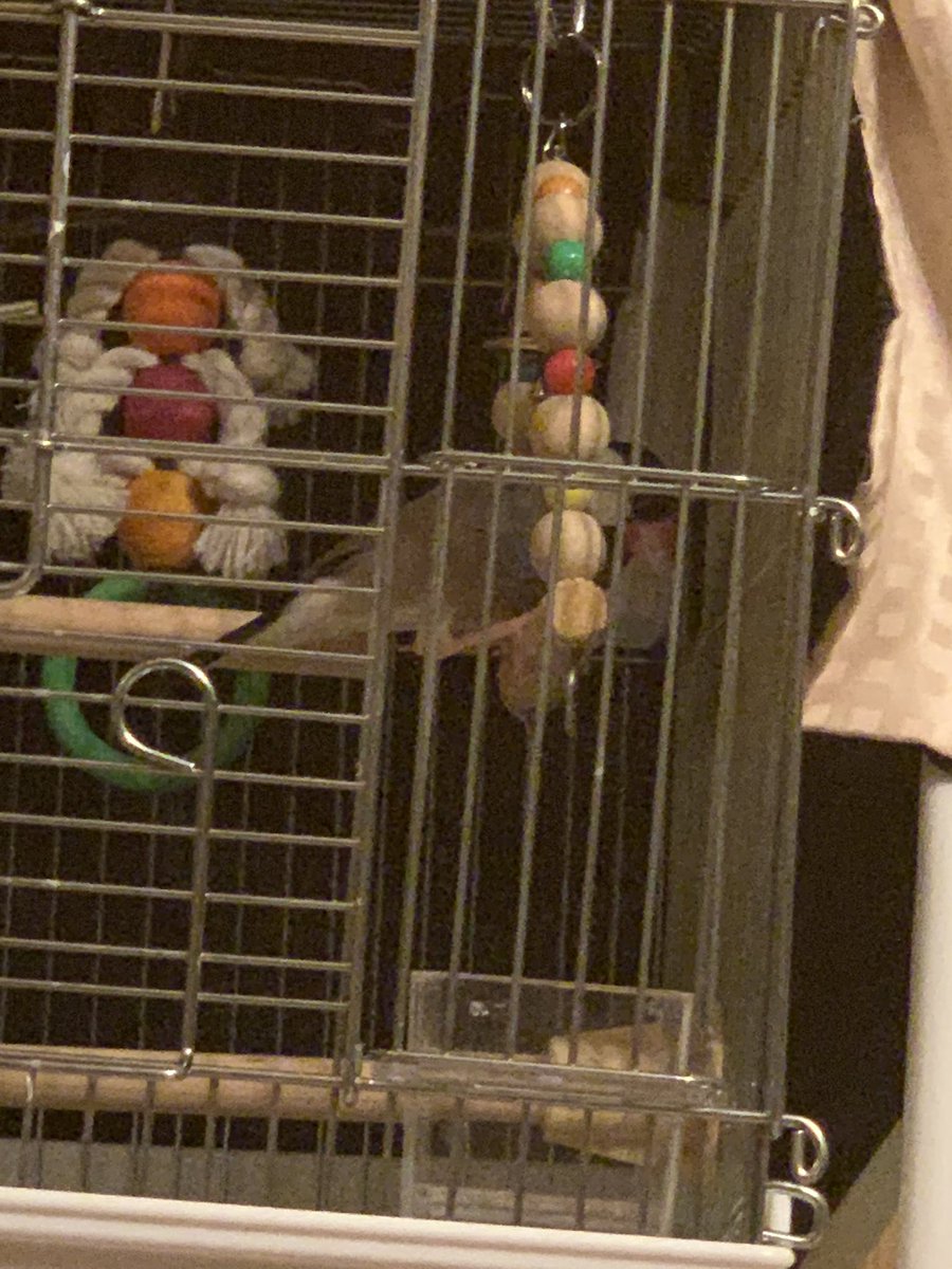 やっと最近ブランコに慣れてきました🥰
皆様文鳥の放鳥時間どれくらいでしょうか？🤔
30分〜1時間以内放鳥してますが出せ出せアピールが激しくて😢💦💦
#文鳥