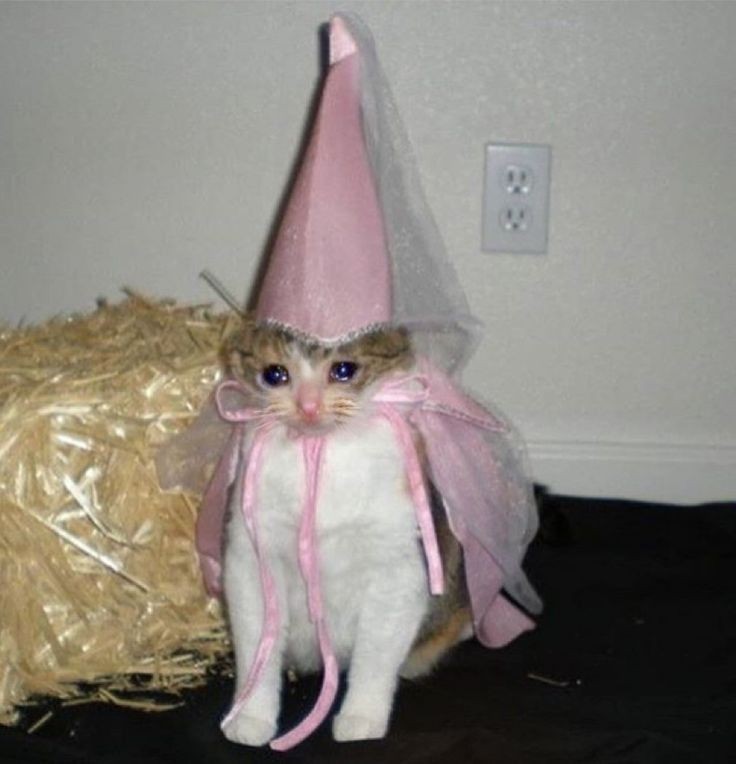 MemesDeGato1's tweet photo. "Mamãe... Eu queria a fantasia de Batman!" https://t.co/RdrvXPSf3z