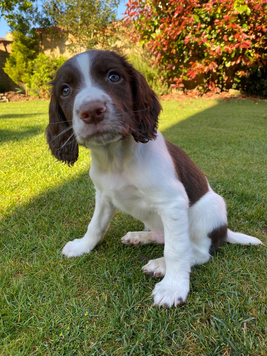 HMPrisonLincoln's tweet photo. We employ a number of drug dogs to help keep staff, prisoners and visitors safe.  Introducing our latest Junior Prison Dog Officer recruit Arthur. https://t.co/dyESUruKse