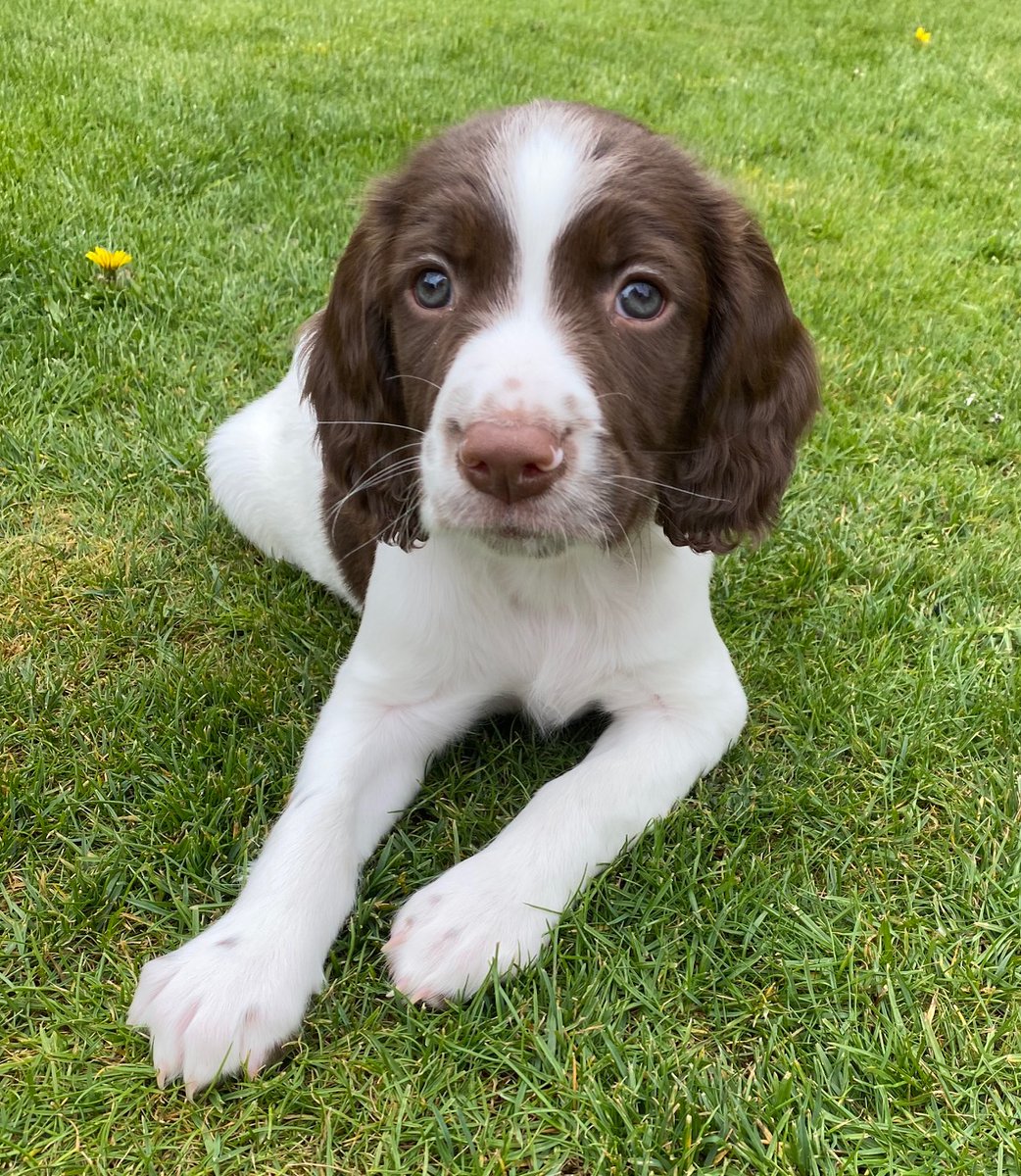 HMPrisonLincoln's tweet photo. We employ a number of drug dogs to help keep staff, prisoners and visitors safe.  Introducing our latest Junior Prison Dog Officer recruit Arthur. https://t.co/dyESUruKse