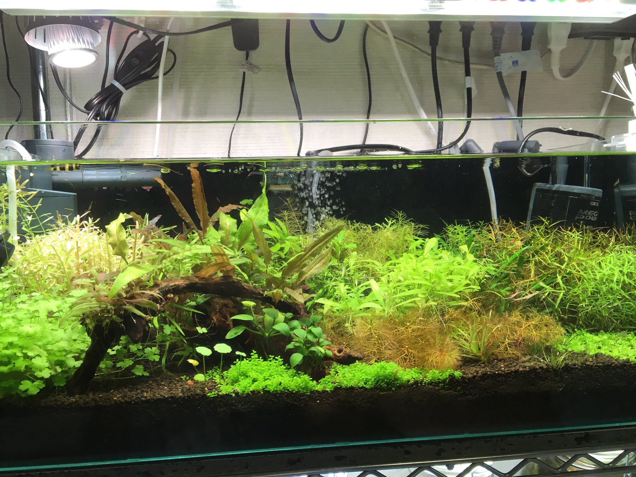 水草圖 10940-1.jpg