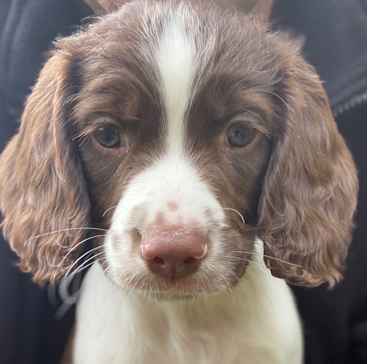 HMPrisonLincoln's tweet photo. We employ a number of drug dogs to help keep staff, prisoners and visitors safe.  Introducing our latest Junior Prison Dog Officer recruit Arthur. https://t.co/dyESUruKse