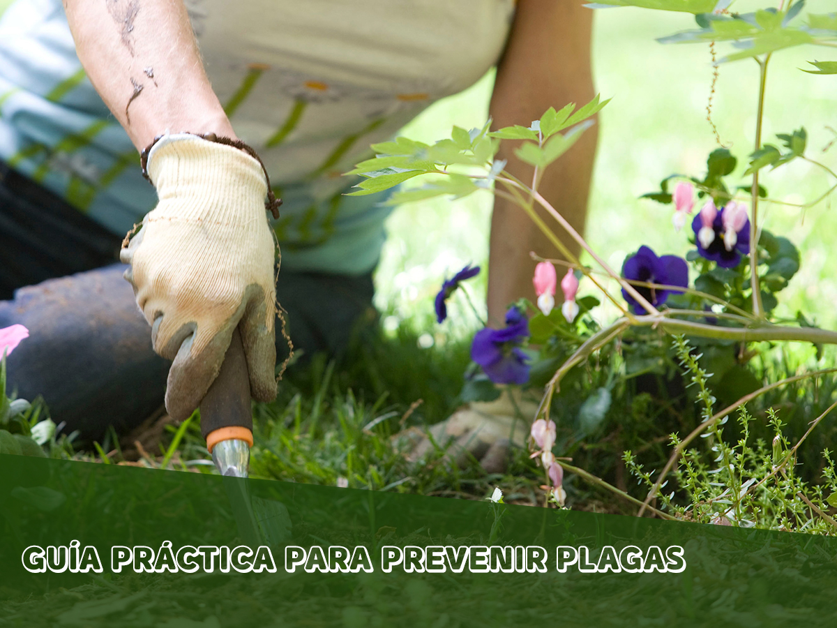 ¿Sabes cómo combatir plagas en las plantas? 🤔Todo jardinero sabe que las plagas en el jardín son las responsables de que nuestras plantaciones no lleguen a buen término.😩Te damos varios consejos👇🏻
bit.ly/2RW4d9J

#MaquinariadeJardineria #Primavera #Plagas #Artículo