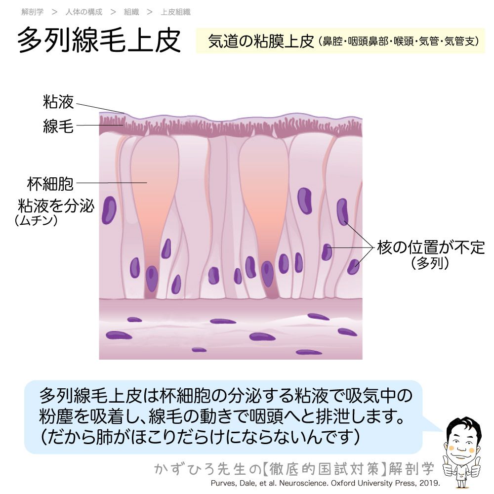かずひろ先生 なるほど解剖学 多列線毛上皮 気道 鼻腔 咽頭鼻部 喉頭 気管 気管支 の粘膜上皮 多列線毛上皮は杯細胞の分泌する粘液で吸気中の 粉塵を吸着し 線毛の動きで咽頭へと排泄します Zoom解剖学オンライン講座 Day3 5月7日 木