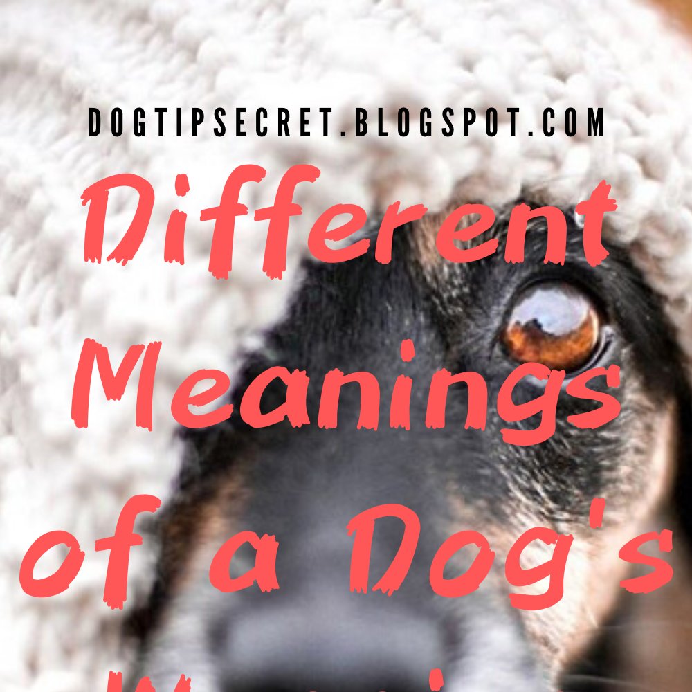 Dog Tips Secret- Different Meanings of a Dog's Wagging Tail 
#dogtraining ,#doglovers 
dogtipsecret.blogspot.com/2020/04/dog-ti…