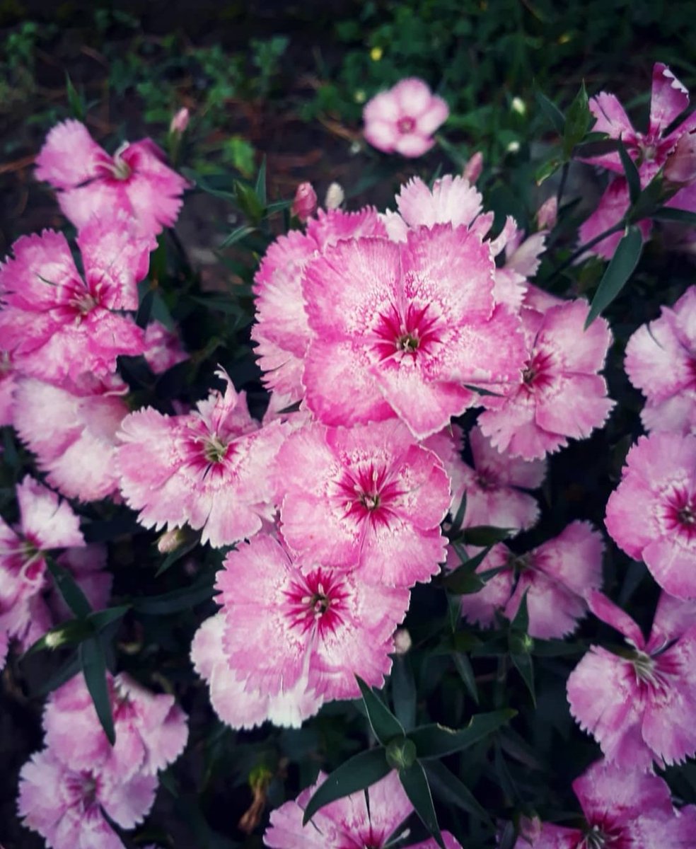 sairamalik_'s tweet photo. The beautiful colours of Spring ๐ธ๐บ๐
#flowerfever https://t.co/9S59wAXOPM