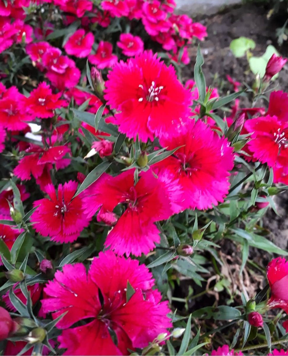 sairamalik_'s tweet photo. The beautiful colours of Spring ๐ธ๐บ๐
#flowerfever https://t.co/9S59wAXOPM