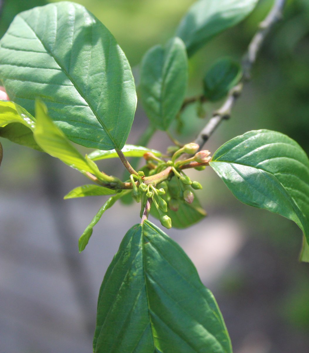 ArjanGrobben's tweet photo. bijna in bloei #vuilboom #rhamnus #heester #planten #bloei https://t.co/qwipxj68Fs