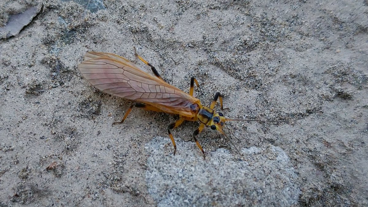 フタツメカワゲラ