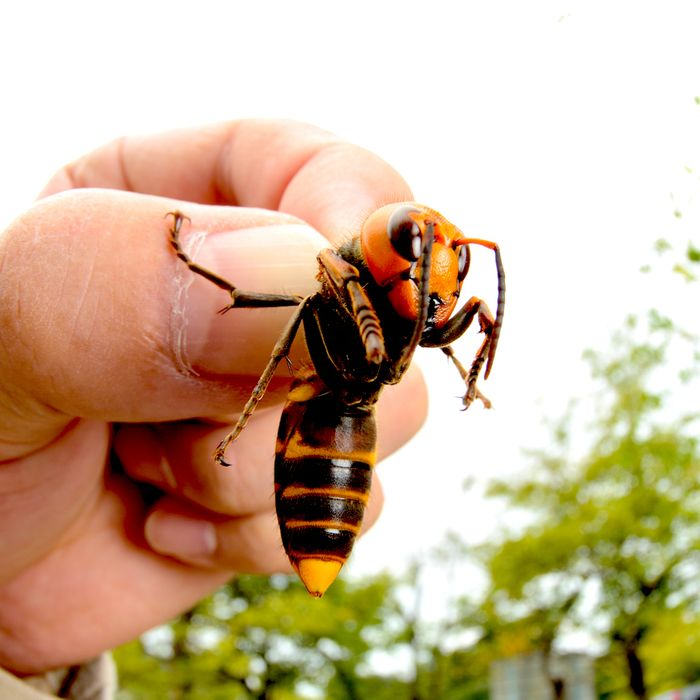Videos about asian hornet