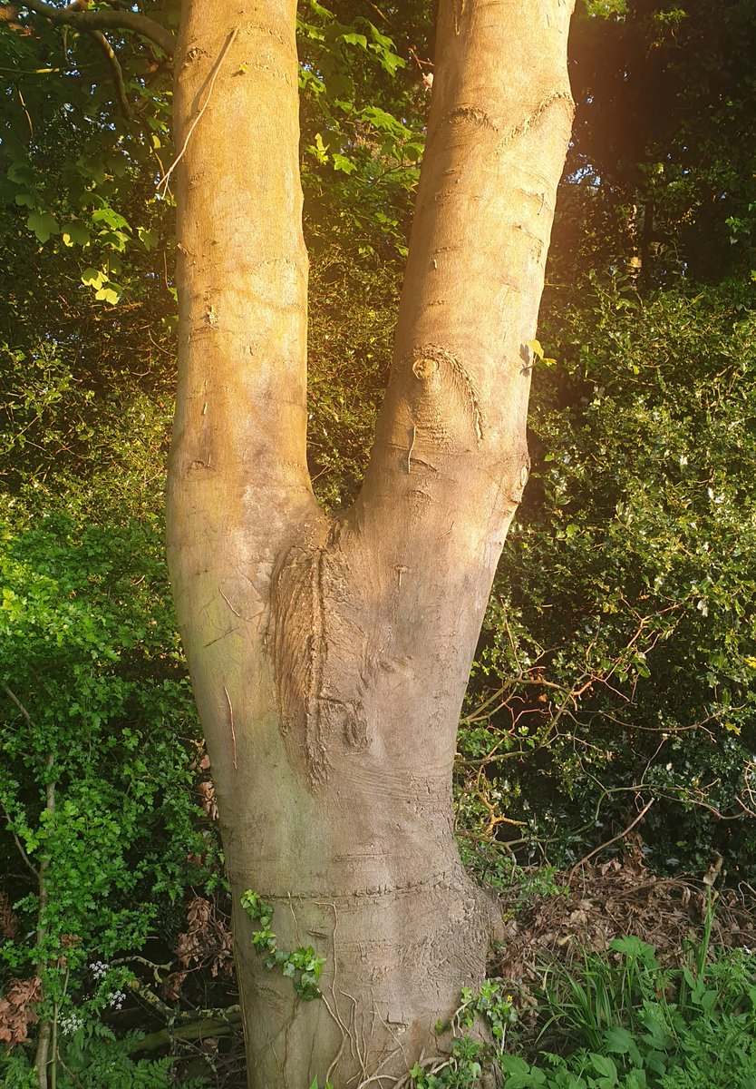 sandiehayes67's tweet photo. 'There is always something to make you wonder in the shape of a tree'
#nakedheadstand at #StoretonWoods #treeshapes https://t.co/Sn7IGaTvHO