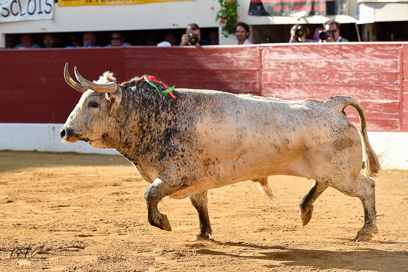 YFlorenza_Toros's tweet photo. Buenas días a todos !!!
Foto del toro « Fandango » n°20 de Cebada Gago @HrosCebadaGago lidiado por Thomas Dufau en Vic el pasado 8 de junio.
🤩🤩🤩
📸 : @ColleoniPatrick https://t.co/Qd9VhlGNp3