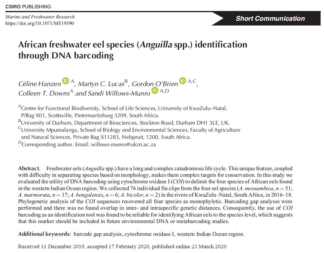 Another new paper out by <a href="/CelineHanzen/">Dr Céline Hanzen</a> <a href="/UKZN/">University of KZN</a> and <a href="/DurUni_Aqua_Lab/">Durham Uni Aquatic Animal Ecology Lab</a> - identifying African freshwater eels through DNA barcoding #fishsci publish.csiro.au/MF/MF19390