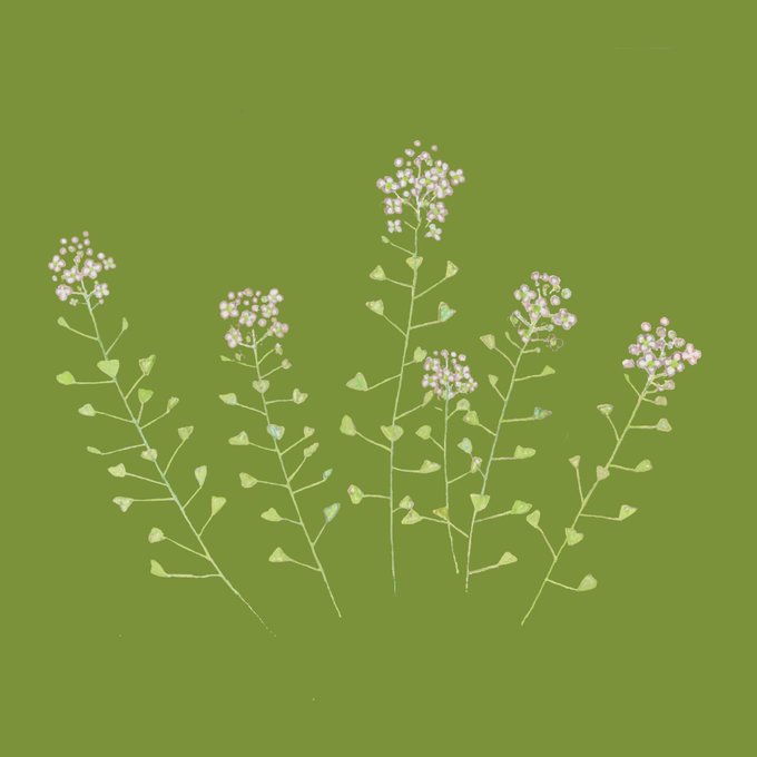 ナズナのtwitterイラスト検索結果 古い順