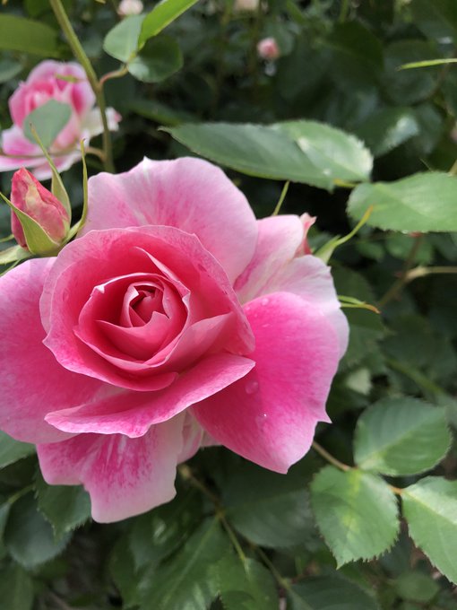 バラ園のtwitterイラスト検索結果 古い順