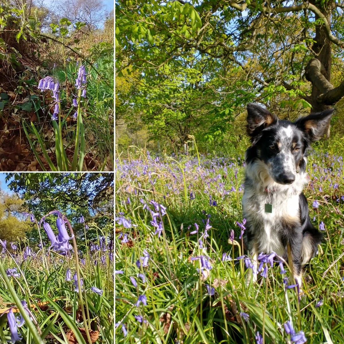 Sunny morning walks amongst the Bluebells with Dot. ❤️
#woodlandwalks #bluebells #sunnymornings