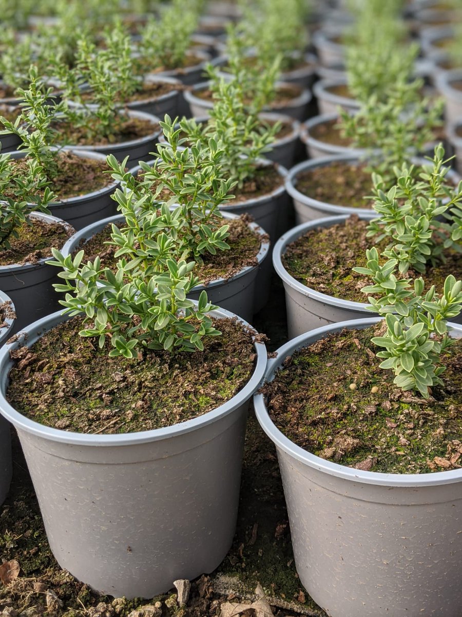 Grey is the new black! Our newly potted shrub production is now in 1.5, 2 and 3 litre grey pots, easily detectable so they can be returned in domestic waste. Find out how this works on the nursery>>>hillandsons.co.uk/blog-headlines…