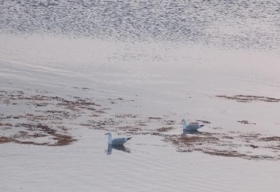 Airyellit's tweet photo. Daily #Haiku

Damn it! #Gulls woke me
They bash shells open loudly
Upon the rooftop 
#poetry #twitterpoem #verselife #shortpoetry https://t.co/aDKhKfYPJ3