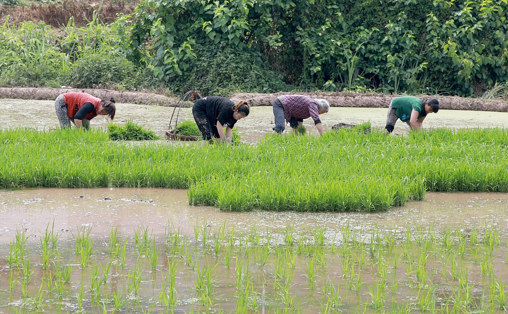 #CultureInsider The traditional Chinese lunar calendar divides the year into 24 #solarterms. Start of #Summer (Chinese: 立夏), the 7th term of the year, begins on May 5 and ends on May 19 this year. The temperature will rise quickly during this period.