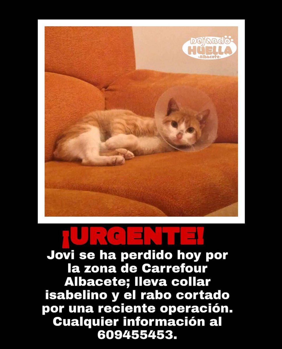 DejandoHuellaAB's tweet photo. 🔴URGENTE🔴
Jovi se ha escapado por la zona de Carrefour en la calle Mecedonio Jiménez, también puede estar en la zona de los Jardinillos. Color naranja, rabo cortado y con campana. Es muy asustadizo. 
Si lo veis, avisad INMEDIATAMENTE a Dejando Huella por redes o al 609455453. https://t.co/XTDNg1HOol