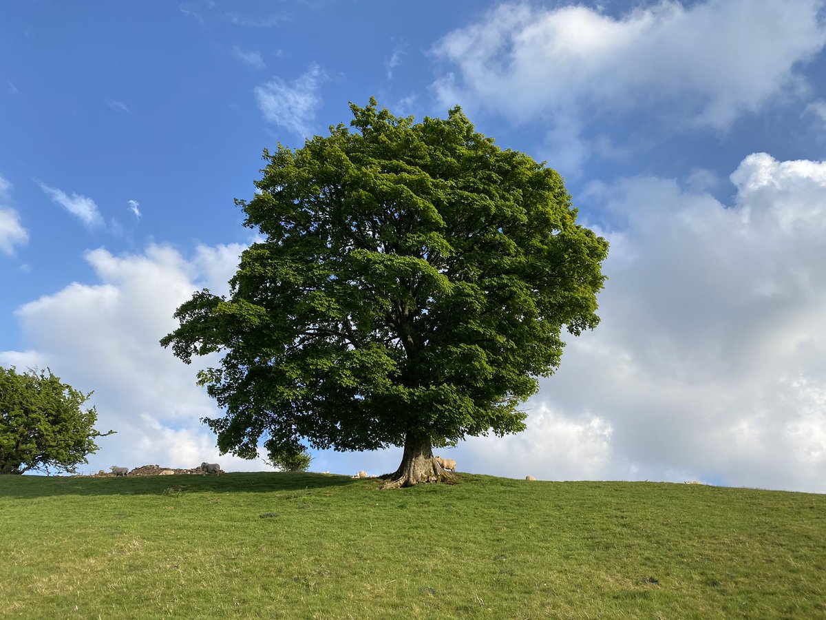 hollos49's tweet photo. I love this tree. It makes me happy every time I look at it standing proud above our house and even happier when we scrabble up the hillside to sit beneath it #simplepleasures #staysafe #stayhealthy https://t.co/tJmBYFka0L