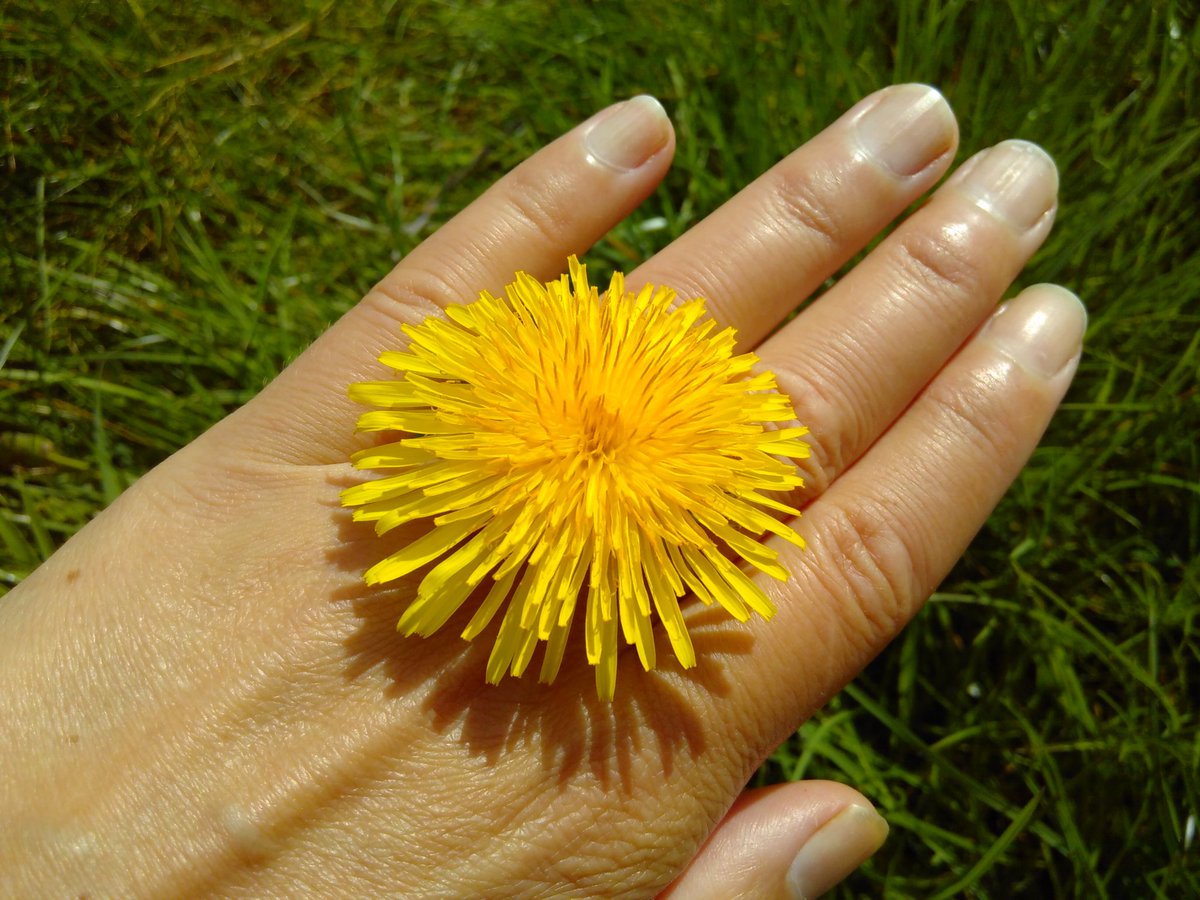 jako_Ivana's tweet photo. OK, just can't resist anymore. As a (Czech) kid I made lots of dandelion  garlands, wreaths &amp; rings. Yes, it stains hands but doesn't make you wee (unless you eat them) and is much easier than daisy chains.
#wildtime #projectwildthing @StNicksFields https://t.co/Z3Xn6QYp5a