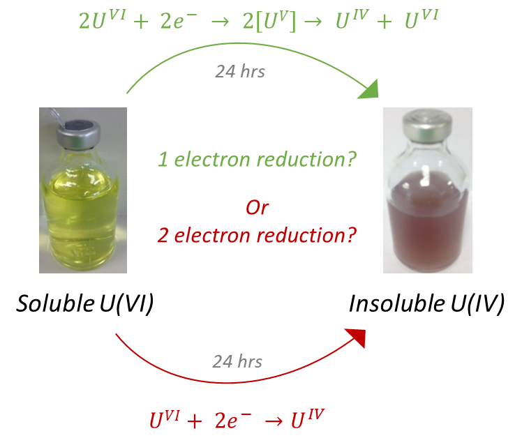 Defining Uranium Bioreduction Mechanism(s): The Missing Link
A recent publication by <a href="/GFVettese/">Gianni F Vettese</a> outlining the role of U(V) in the reduction of U(IV) to U(VI)
check out the full paper here
doi.org/10.1021/acs.es… manchestergeomicro.wordpress.com/2020/05/05/new…