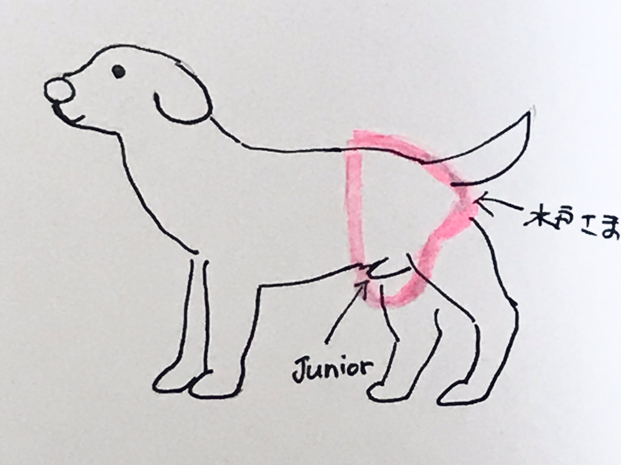 Yuki A 老犬仲間のみなさま お知恵拝借 アルは市販の犬用おむつ使用で横に倒れて寝てますが おむつが垂れ下がりアルジュニアと密着せず おしっこ横漏れします 図のピンクがおむつ 対策ご存知の方 教えていただけたらありがたいです