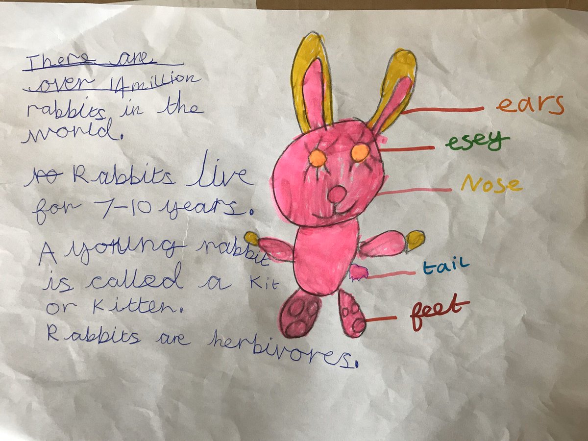 MrsArcticride's tweet photo. @Y1Brunton Islay has chosen to do her mini project on rabbits because she loves her bunny teddy 🐰 #rabbitfacts #1SL @Bruntonfirst #mrslee https://t.co/kU6KONt3Us