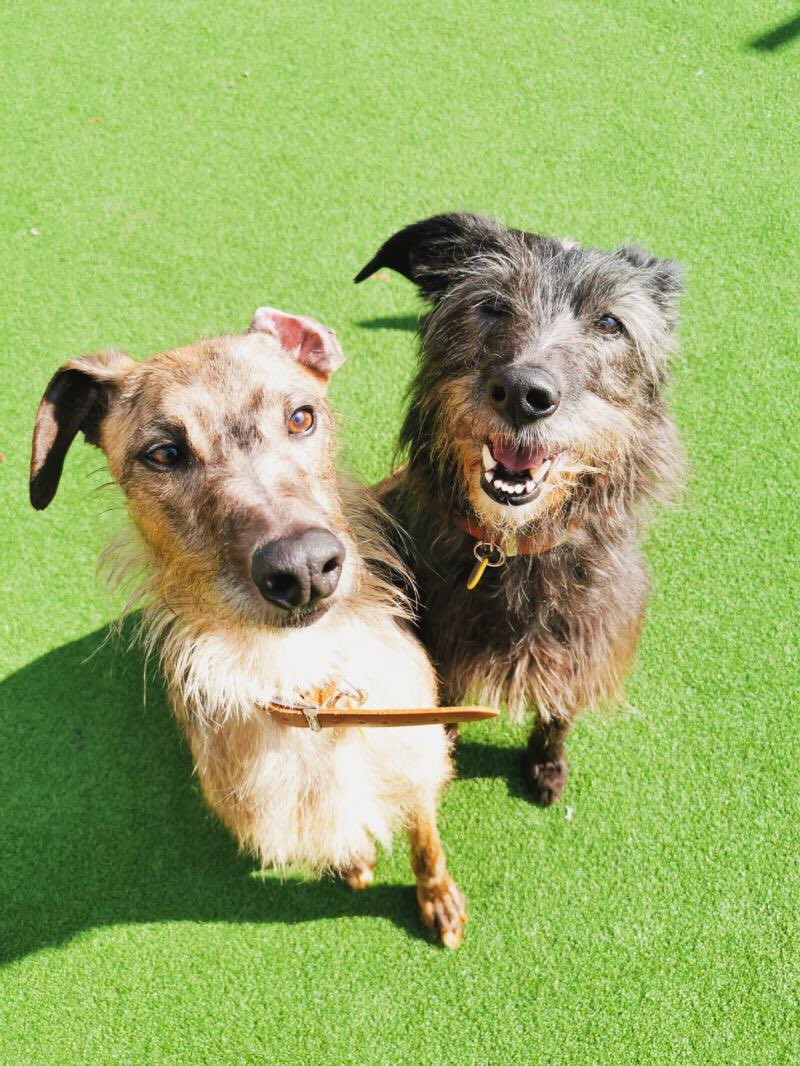 dogs trust kenilworth view dogs