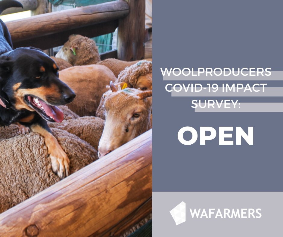 WAFarmers's tweet photo. WoolProducers Australia are doing a survey on how COVID-19 has hit the wool growers. Filling it in is a great way for 🐑 farmers to contribute to future-proofing the Australian wool industry

You can take the survey here: https://t.co/5W3nEq1GiB, or here: https://t.co/aJFULbbcBH https://t.co/CJvVtouJXV