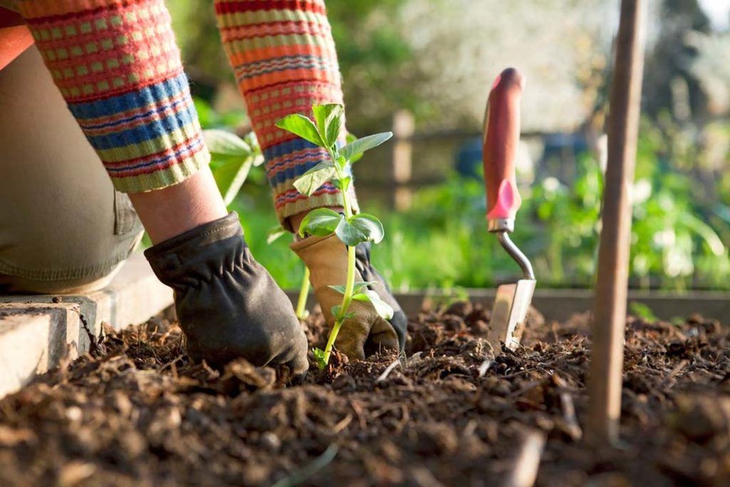 ilSalvagenteit's tweet photo. Perché spendere soldi per un prodotto chimico per nutrire le nostre #piante? Ecco una ricetta semplice per preparasi in casa il #compost e la #compostiera. Basta solo un po' di spazio all'esterno https://t.co/JlWdD2LhFW https://t.co/0cyXwH1Cx4