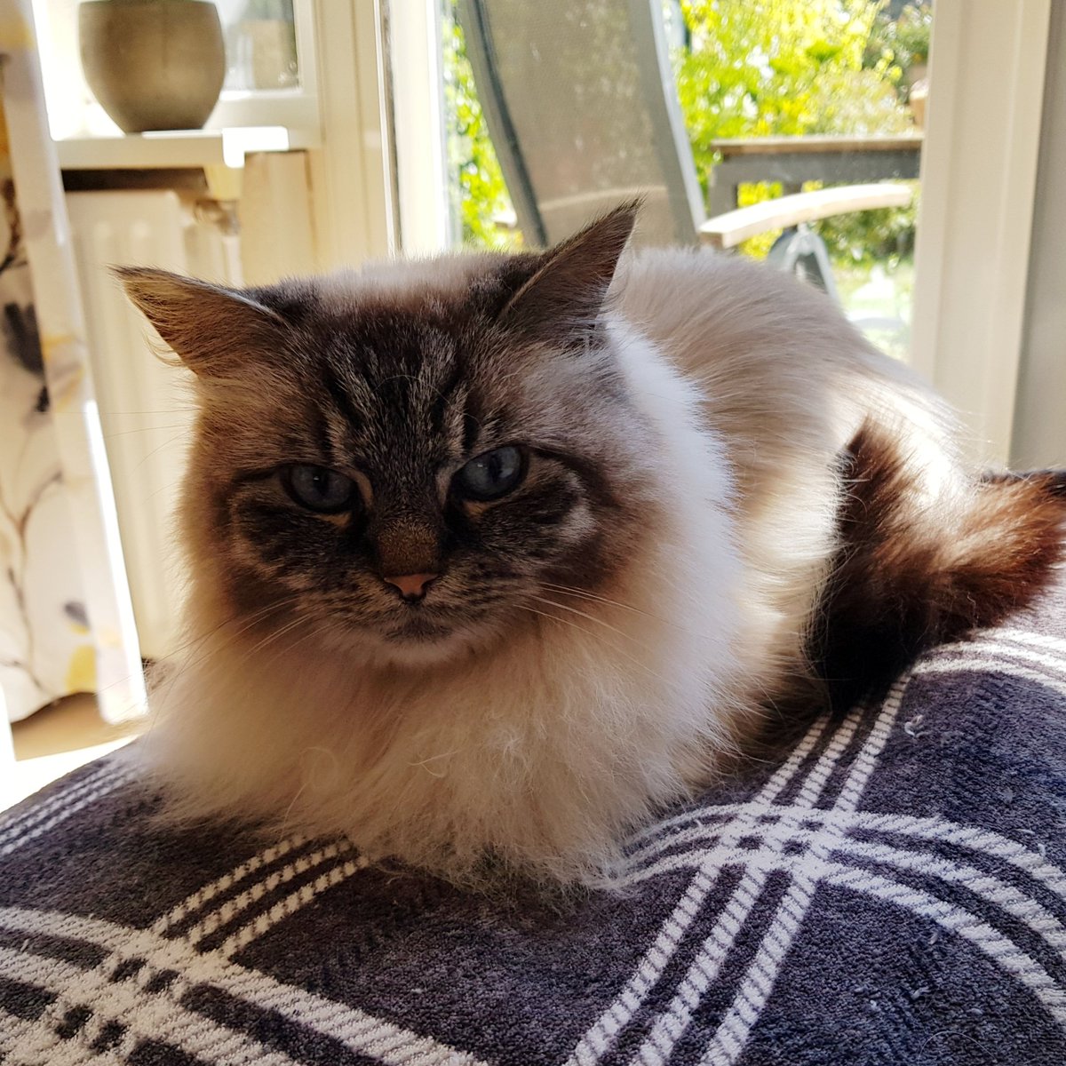 thehairycats's tweet photo. Supervising mum at work. #Yuri #supervisorcat https://t.co/86lNNOmOPU