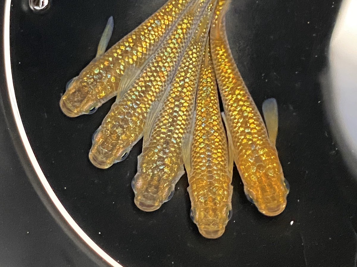 joumedaka's tweet image. GWプレゼント企画♪
外出自粛の生活にめだかで
癒しをということで今回は
問い合わせの多い人気の品種

琥珀極ラメ 1ペア 2名様 

応募方法はフォロー&amp;amp;RT
送料など一切かかりませんので是非ご応募ください(^^)
〆切は10日日曜日18時！

画像はイメージです！