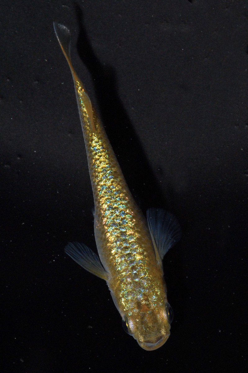 joumedaka's tweet image. GWプレゼント企画♪
外出自粛の生活にめだかで
癒しをということで今回は
問い合わせの多い人気の品種

琥珀極ラメ 1ペア 2名様 

応募方法はフォロー&amp;amp;RT
送料など一切かかりませんので是非ご応募ください(^^)
〆切は10日日曜日18時！

画像はイメージです！