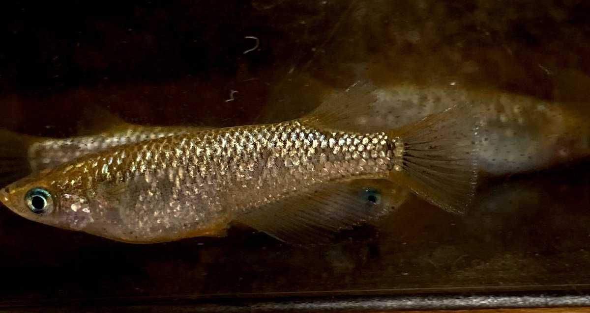 joumedaka's tweet image. GWプレゼント企画♪
外出自粛の生活にめだかで
癒しをということで今回は
問い合わせの多い人気の品種

琥珀極ラメ 1ペア 2名様 

応募方法はフォロー&amp;amp;RT
送料など一切かかりませんので是非ご応募ください(^^)
〆切は10日日曜日18時！

画像はイメージです！