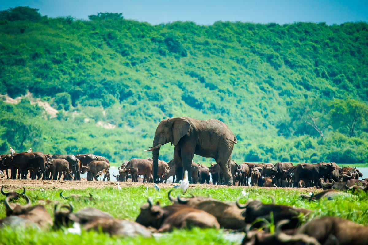 TravelLocal's tweet photo. Beach holiday, hiking trip or safari... Can’t decide which type of holiday to go on once we’re back to travelling? Today’s blog post is all about the destinations which offer incredible variety, so you can combine the best of both worlds!
https://t.co/L4K5Chhnqa
#WeTravelLocal https://t.co/VAWeCzwN54