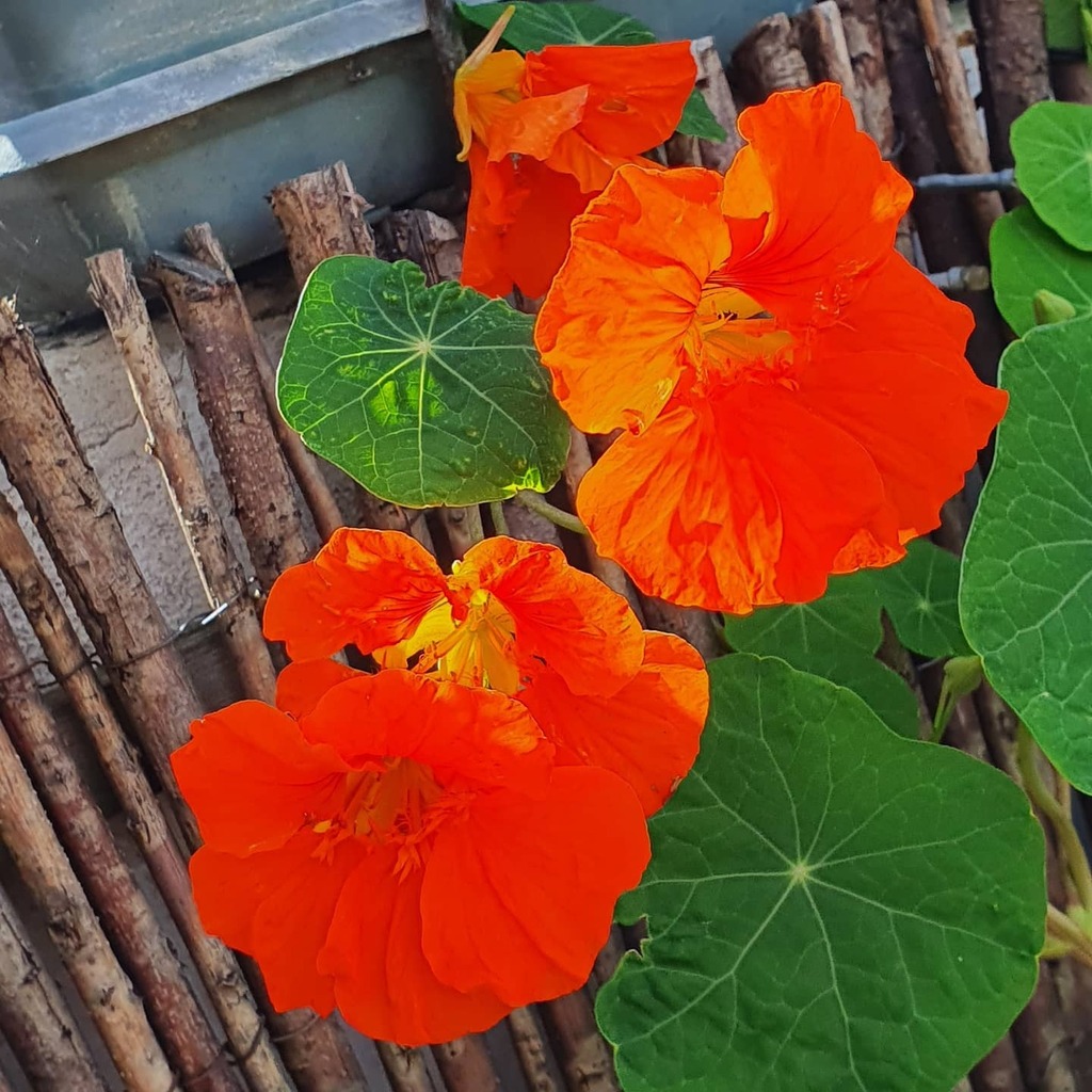 Mauricio Díaz Orlich tweet media