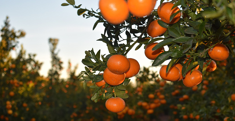 retailactual's tweet photo. 🍊 Nace la Asociación de Productores de la variedad de mandarina premium Spring Sunshine ➡️https://t.co/FlFHPi1nJn #Alimentacion #frutas #5aldia #saludable https://t.co/pehhsXMmoA