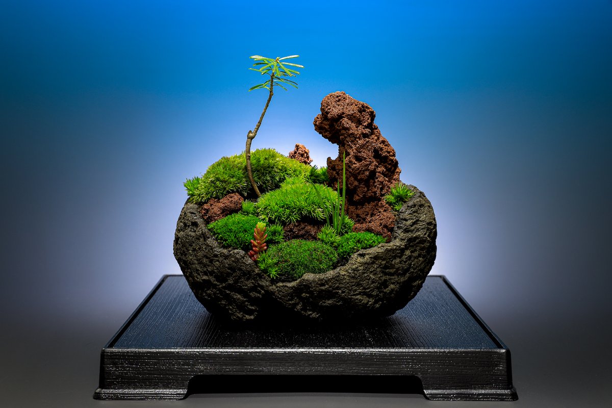 季節の表現者 Kachikoh على تويتر このゴールデンウｨークは撮影自粛のため 久しぶりに苔盆栽を制作しました 横幅10センチ以下の苔 盆栽を3個と水槽にレイアウトするコケリウムを1個制作 今回は我が家のなんちゃってスタジオで撮影 グラデーション背景紙を使用しま