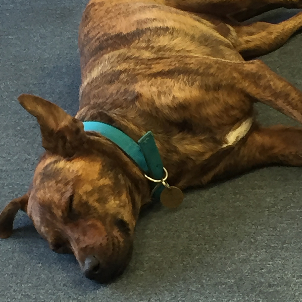 LandscapeGuysWA's tweet photo. Buzz having a snooze in between serving customers at the office 😆🐶 https://t.co/jv5hvNxfok