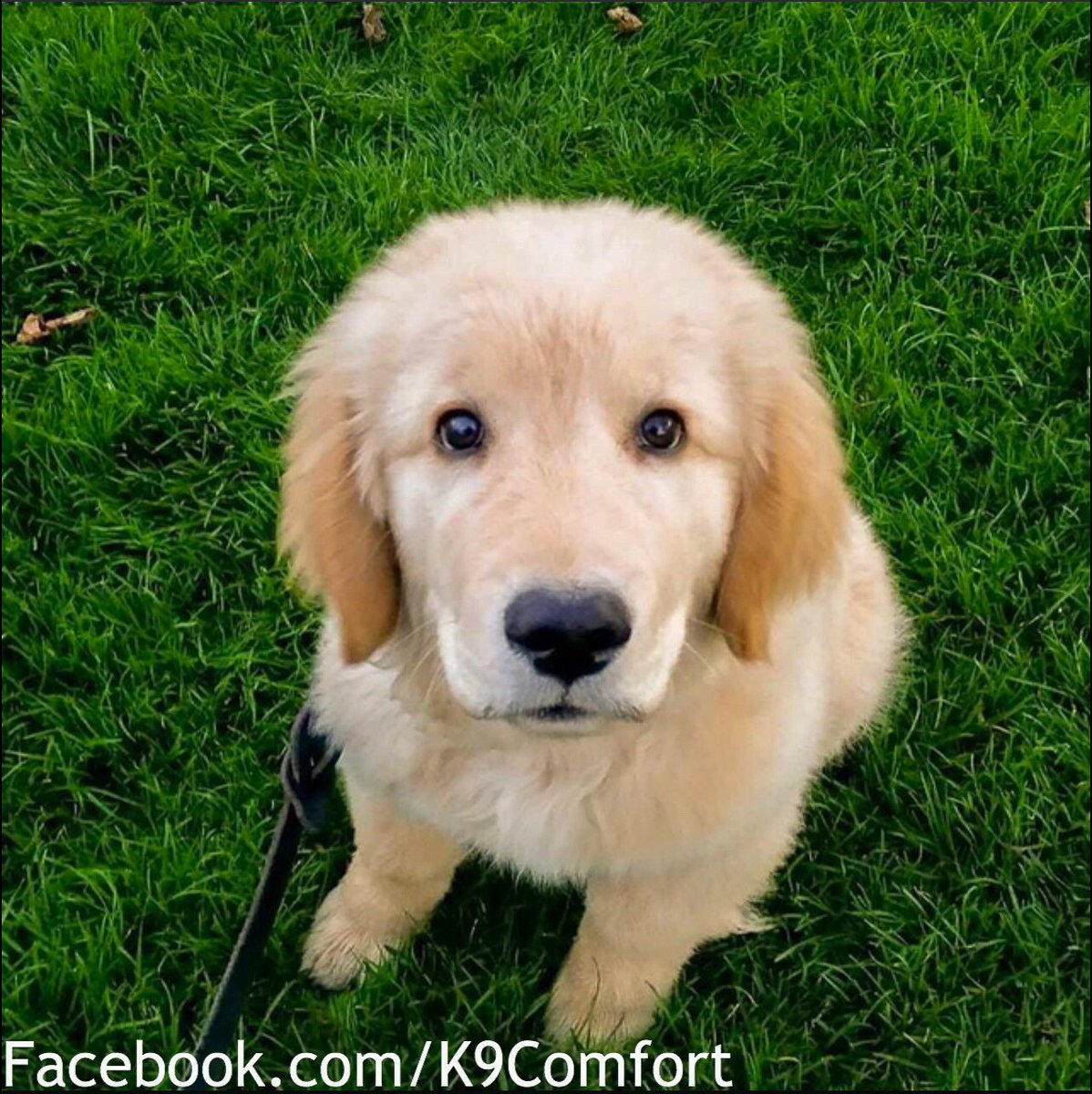 K9ComfortDogs's tweet photo. Because...#puppies

Donate at https://t.co/SV12Q1Y7ma

#comfortthread #GivingTuesdayNow #GivingTuesday #comfortdogs #dogsoftwitter #GoldenRetrievers #donate https://t.co/BjSXUxRpH6