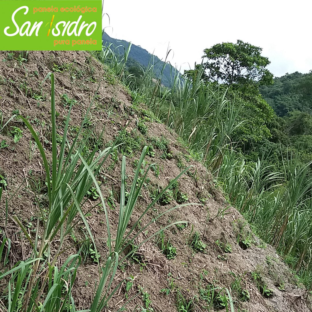 PanelaSanIsidro's tweet photo. 🇨🇴 Realizamos labranza mínima 💪 en nuestros cultivos para evitar la erosión @panelasanisidro .
.
.
.
#panelaorganica #cultivoorganico #trabajodecampesinos #materialvegetal #ceroerocion #labranzaminima #agriculturadeconservacion#produccion #panelasanisidro https://t.co/FiKIsKgJs1