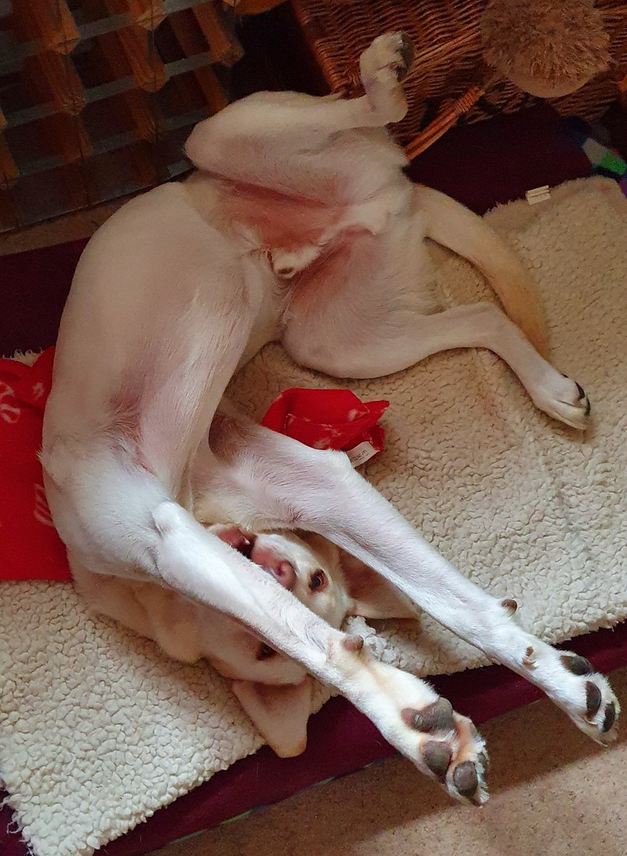 woofstockuk's tweet photo. Seems #woofstockwilson is finding new ways to entertain is humans. Here he is playing peek-a-boo earlier ๐คฃ #dogsofwoofstock #woofstock #crazydog #dogsoftwitter https://t.co/fBQVglBH3t