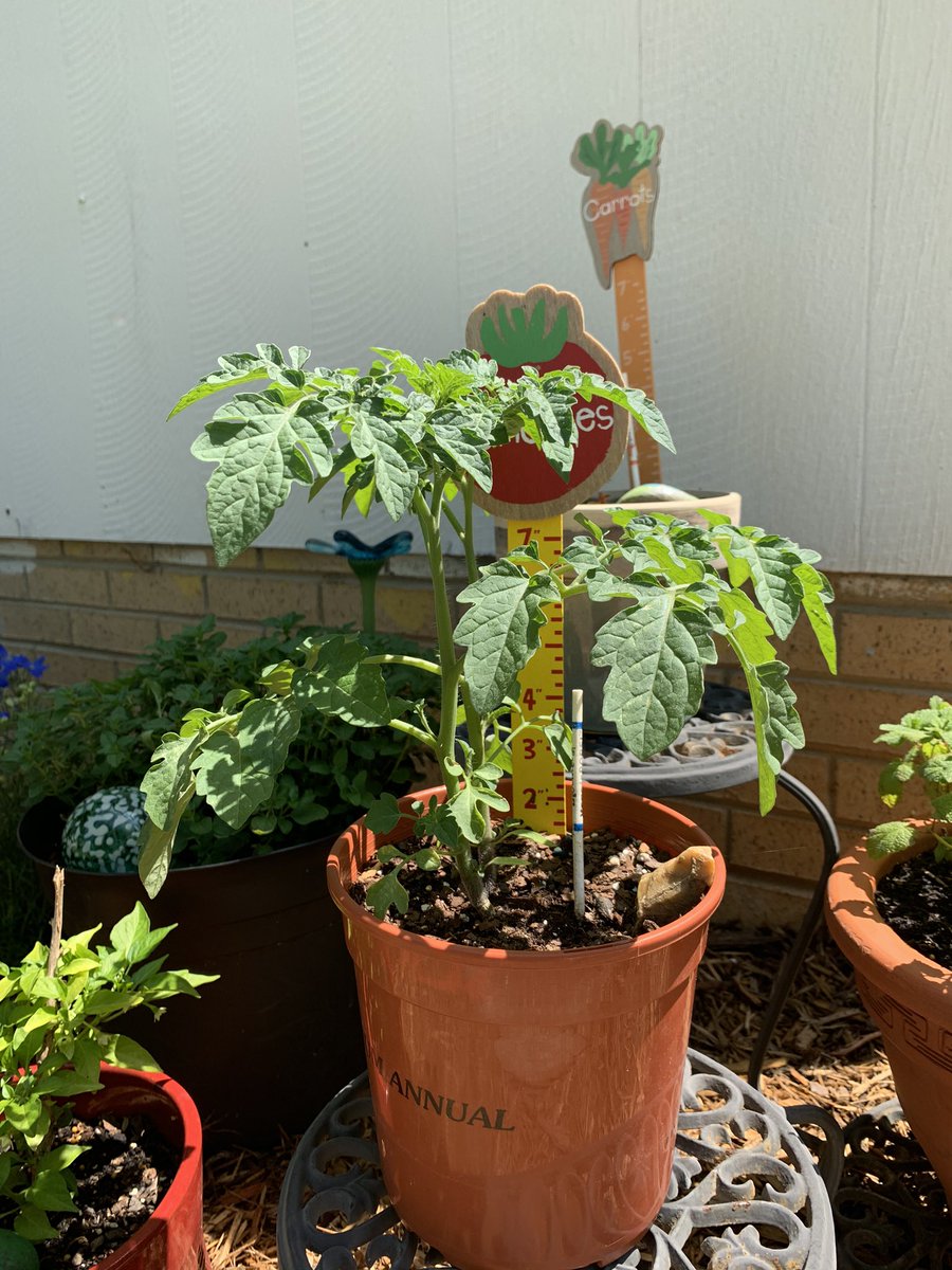 PaulLoPresti's tweet photo. Boys tomatoe plant and carrot are growing well. Unfortunately the strawberry plant didn’t grow. @hecorleyelem https://t.co/WzMwbzbfC1